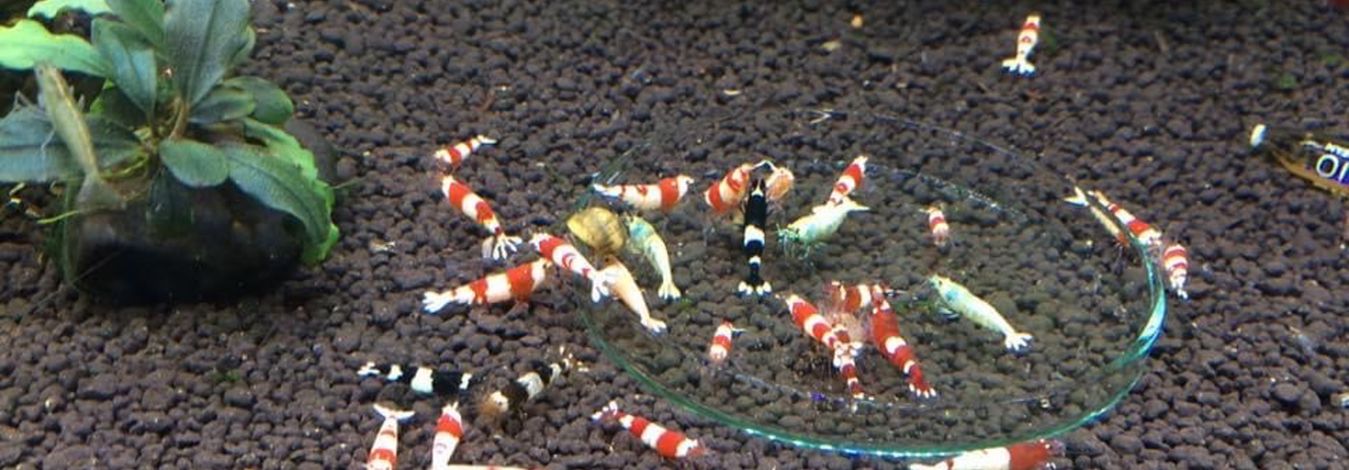 responsive slider