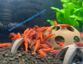 Hồ Tép - Mã code: BT350