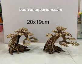 LŨA BONSAI 20x19 CM