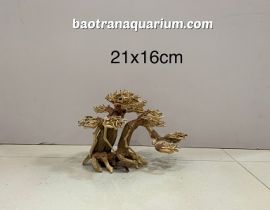 LŨA BONSAI 21x16 CM