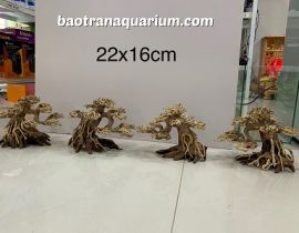 LŨA BONSAI 22x16 CM