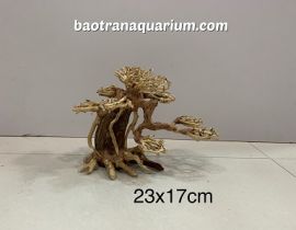 LŨA BONSAI 23x17 CM