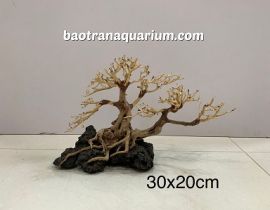 LŨA BONSAI 30x20 CM