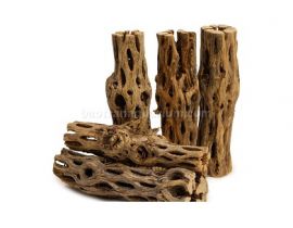 LŨA CHOLLA CHO TÉP SIZE 15x3CM