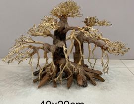 LŨA BONSAI 40x29 CM