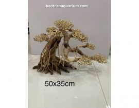 LŨA BONSAI 50x35 CM