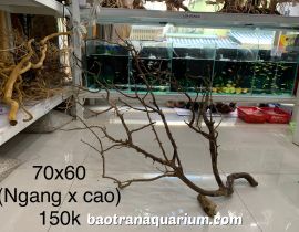 LŨA NHỌ NỒI