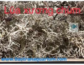 LŨA XƯƠNG CHÙM 100GRAM