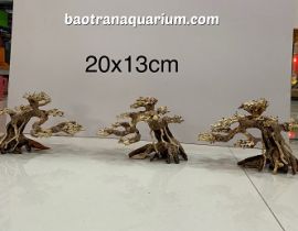 LŨA BONSAI 20x13 CM